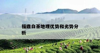 福鼎白茶地理优势和劣势分析