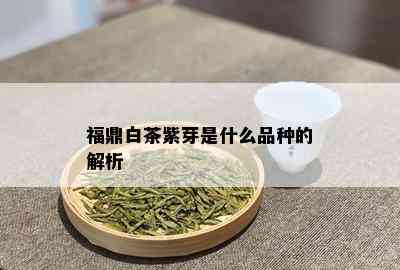 福鼎白茶紫芽是什么品种的解析