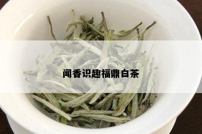 闻香识趣福鼎白茶