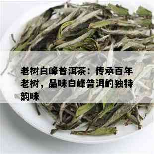 老树白峰普洱茶：传承百年老树，品味白峰普洱的独特韵味