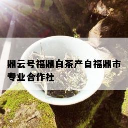 鼎云号福鼎白茶产自福鼎市专业合作社