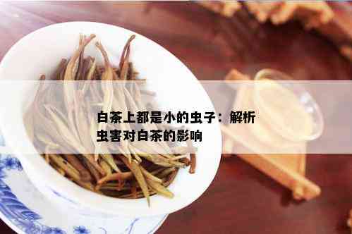 白茶上都是小的虫子：解析虫害对白茶的影响