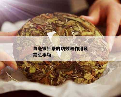 白毫银针茶的功效与作用及禁忌事项