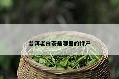 普洱老白茶是哪里的特产