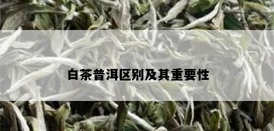 白茶普洱区别及其重要性