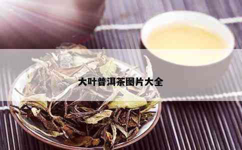 大叶普洱茶图片大全