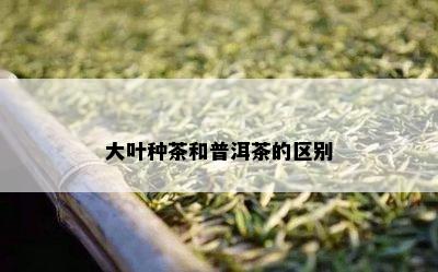 大叶种茶和普洱茶的区别