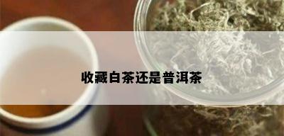 收藏白茶还是普洱茶