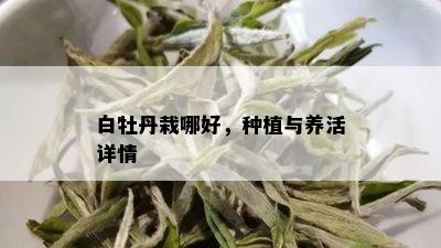 白牡丹栽哪好，种植与养活详情