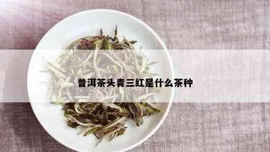 普洱茶头青三红是什么茶种