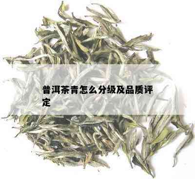 普洱茶青怎么分级及品质评定