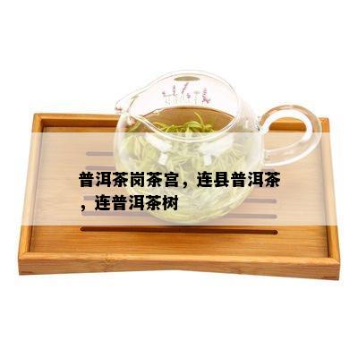 普洱茶岗茶宫，连县普洱茶，连普洱茶树