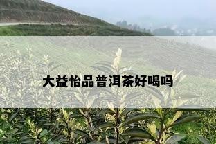 大益怡品普洱茶好喝吗