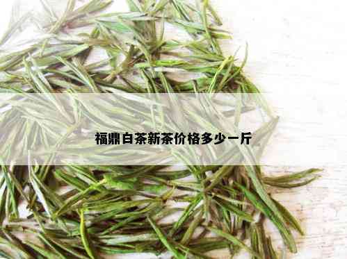 福鼎白茶新茶价格多少一斤