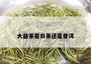 大益茶是白茶还是普洱