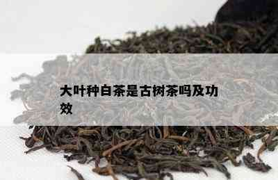 大叶种白茶是古树茶吗及功效