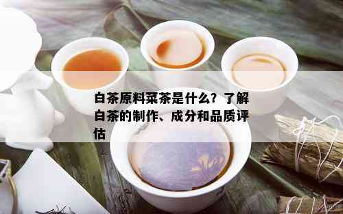 白茶原料菜茶是什么？了解白茶的制作、成分和品质评估