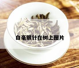 白毫银针在树上图片