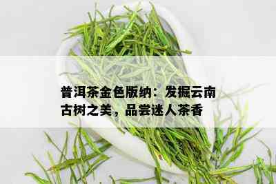 普洱茶金色版纳：发掘云南古树之美，品尝迷人茶香