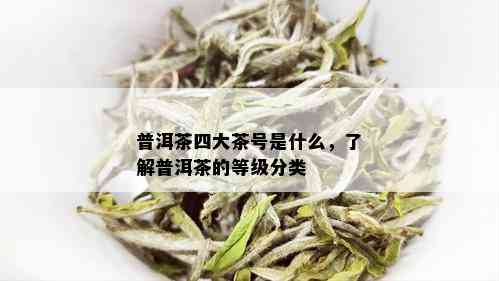 普洱茶四大茶号是什么，了解普洱茶的等级分类