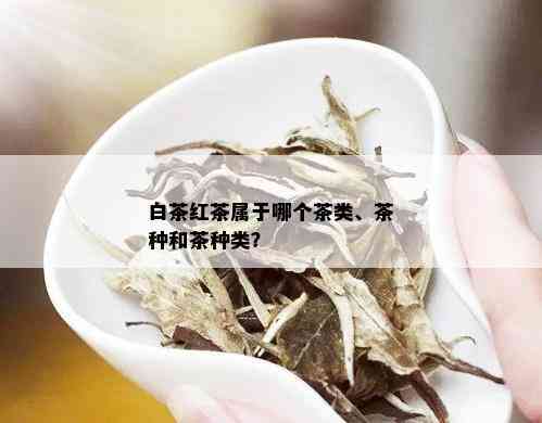 白茶红茶属于哪个茶类、茶种和茶种类？