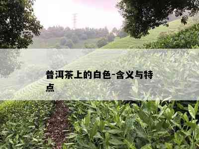 普洱茶上的白色-含义与特点