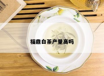 福鼎白茶产量高吗