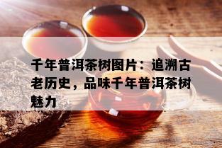 千年普洱茶树图片：追溯古老历史，品味千年普洱茶树魅力