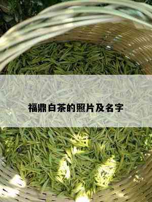 福鼎白茶的照片及名字