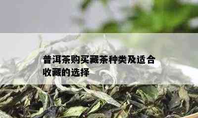 普洱茶购买藏茶种类及适合收藏的选择