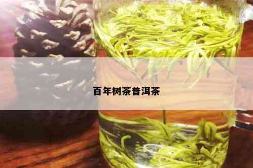 百年树茶普洱茶