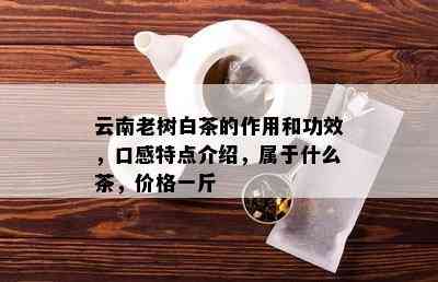 云南老树白茶的作用和功效，口感特点介绍，属于什么茶，价格一斤