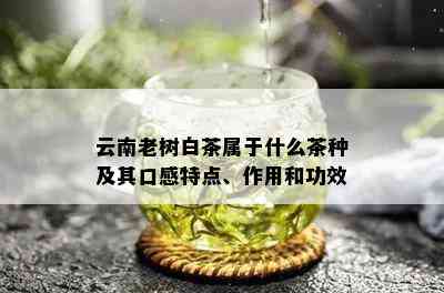 云南老树白茶属于什么茶种及其口感特点、作用和功效