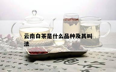 云南白茶是什么品种及其叫法