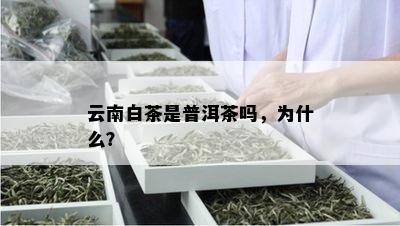 云南白茶是普洱茶吗，为什么？