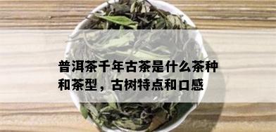 普洱茶千年古茶是什么茶种和茶型，古树特点和口感