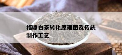 福鼎白茶转化原理图及传统制作工艺