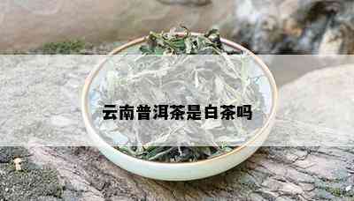 云南普洱茶是白茶吗