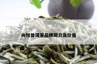 向阳普洱茶品牌简介及价值