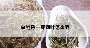 白牡丹一芽四叶怎么养