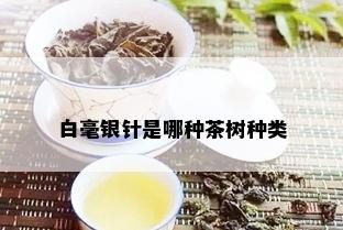 白毫银针是哪种茶树种类