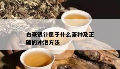 白毫银针属于什么茶种及正确的冲泡方法