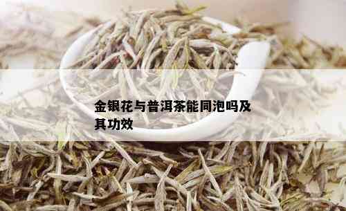 金银花与普洱茶能同泡吗及其功效