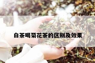 白茶喝菊花茶的区别及效果