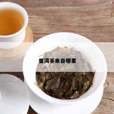 普洱茶来自哪里