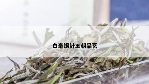 白毫银针五朝品茗