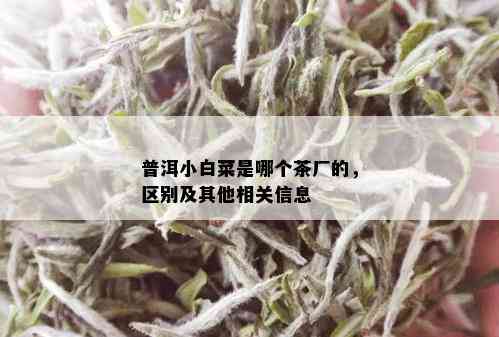 普洱小白菜是哪个茶厂的，区别及其他相关信息