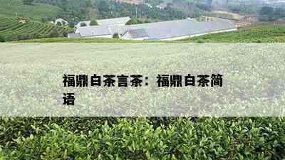 福鼎白茶言茶：福鼎白茶简语