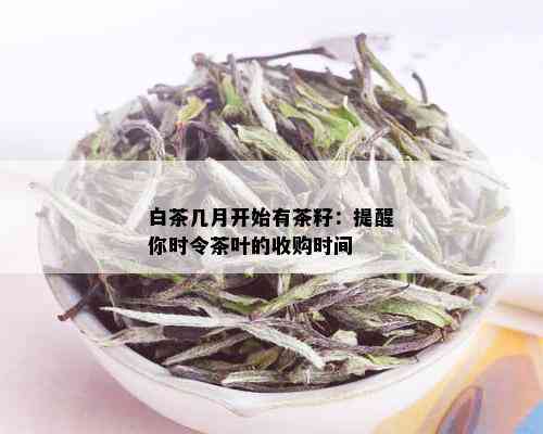 白茶几月开始有茶籽：提醒你时令茶叶的收购时间