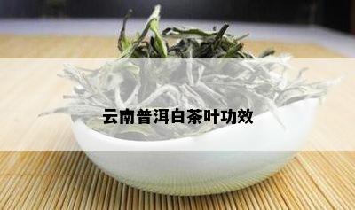 云南普洱白茶叶功效